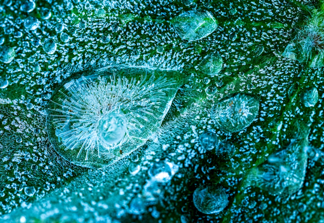 Photo phytoplankton collapse