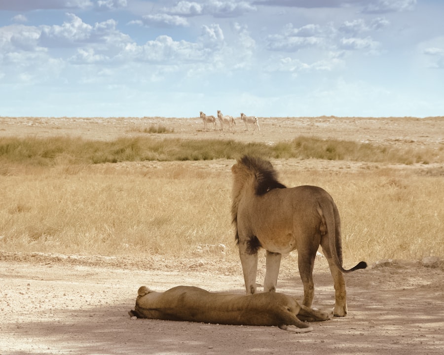 Sahara documentary