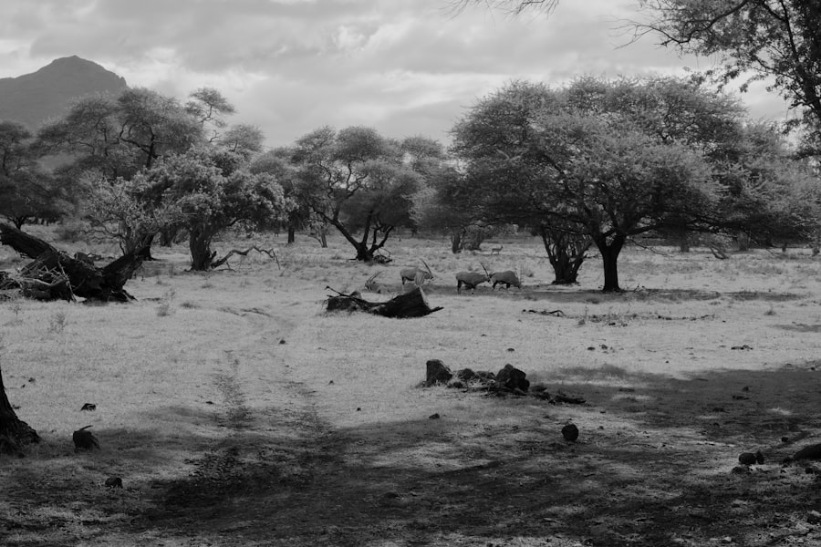 Photo African Humid Period
