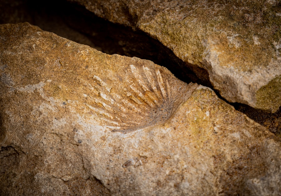 Photo fossil pollen evidence