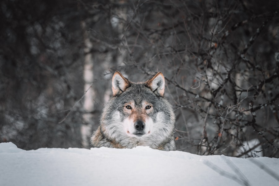 Photo wolves living with humans