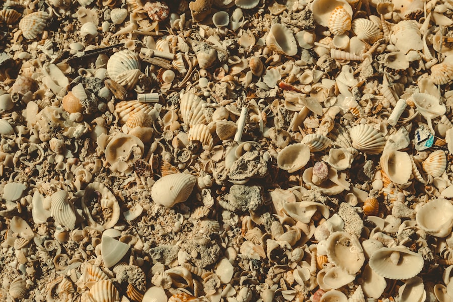 murex shell archaeology