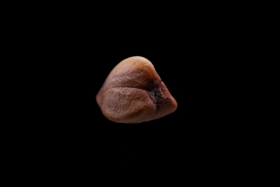 Homo erectus