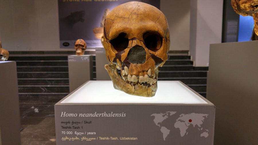 Homo erectus