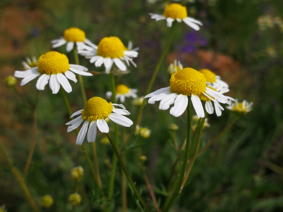 Chamomile Neanderthals