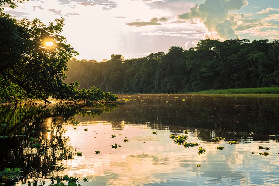 Amazon rainforest