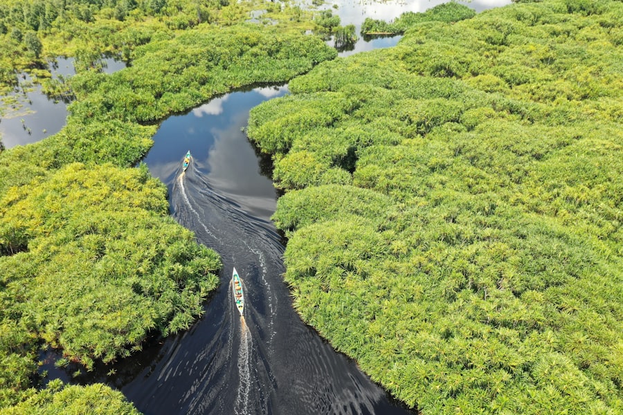 Amazon rainforest