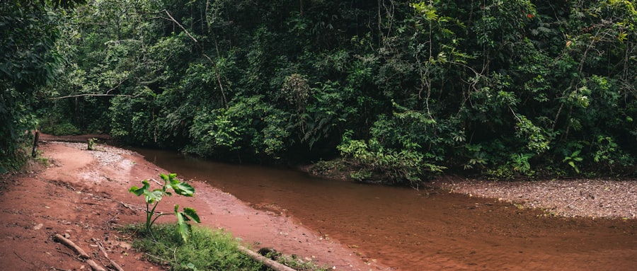 Photo Amazon food forest