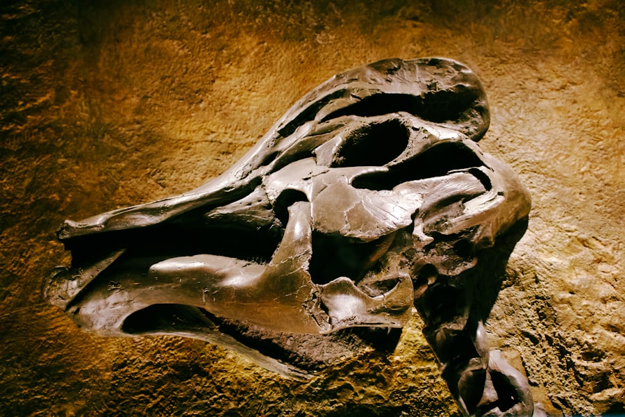 Photo Homo erectus