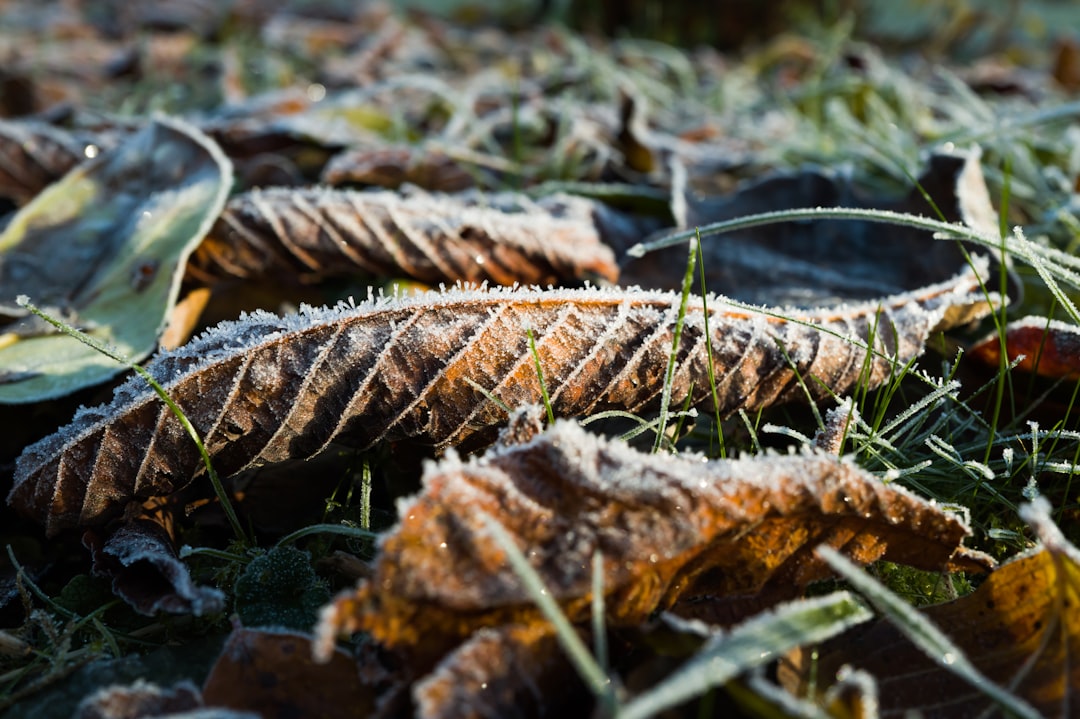 Photo Iceworm