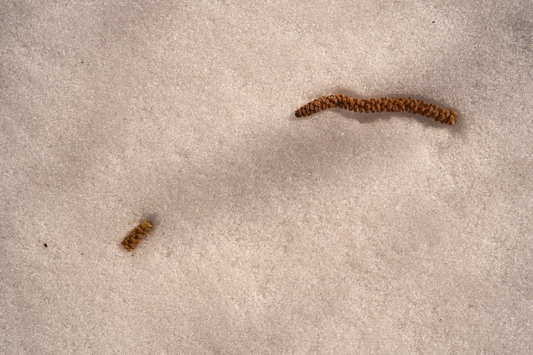 Photo Iceworm