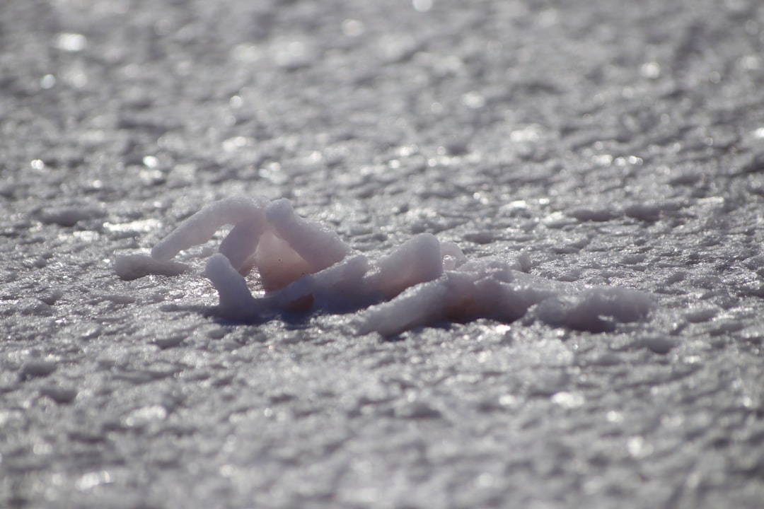 Photo Iceworm