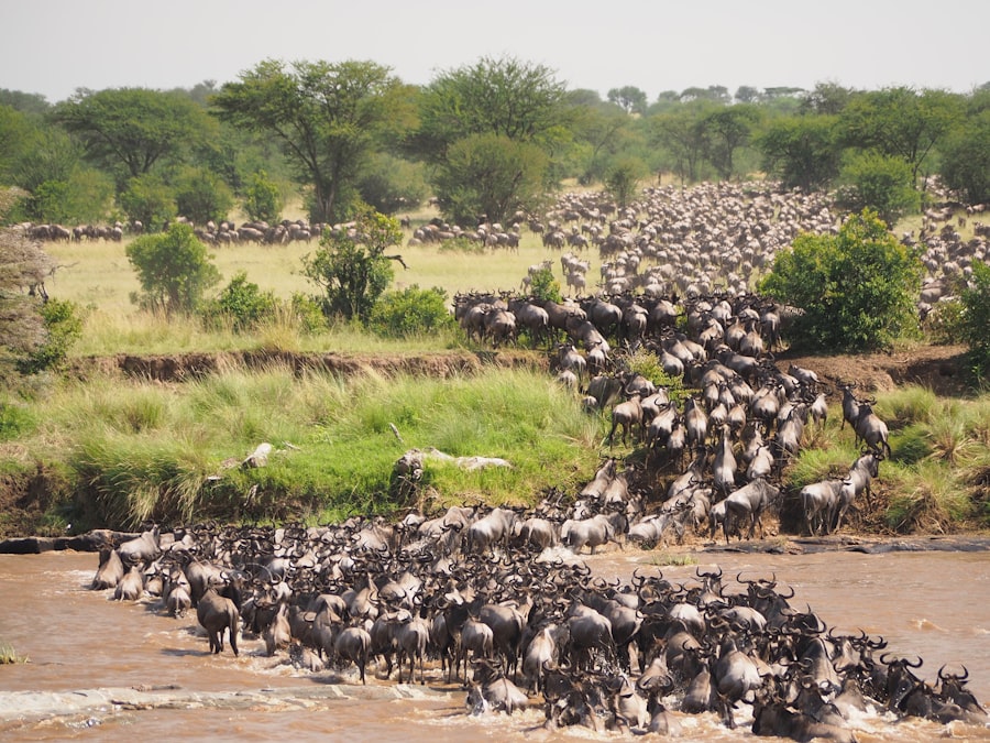 migration
