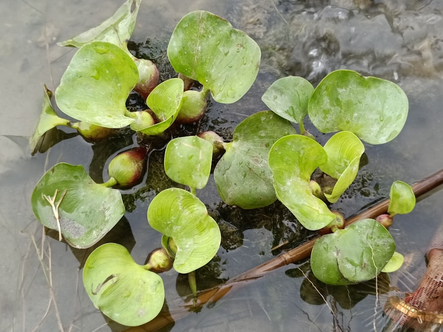 aquatic plant radiocarbon dating
