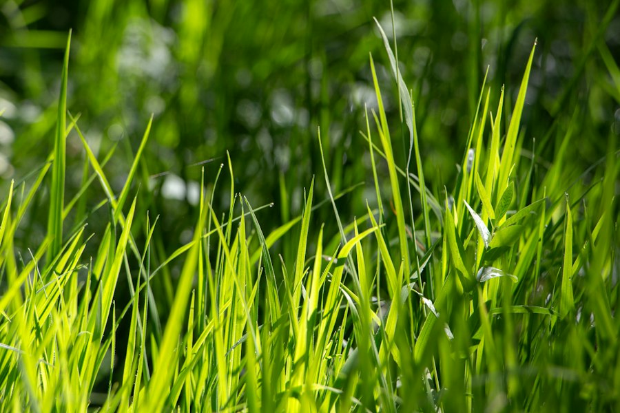 Pyramiden grass