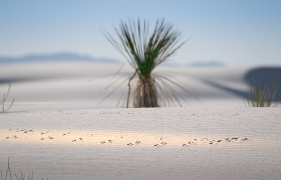 White Sands footprints