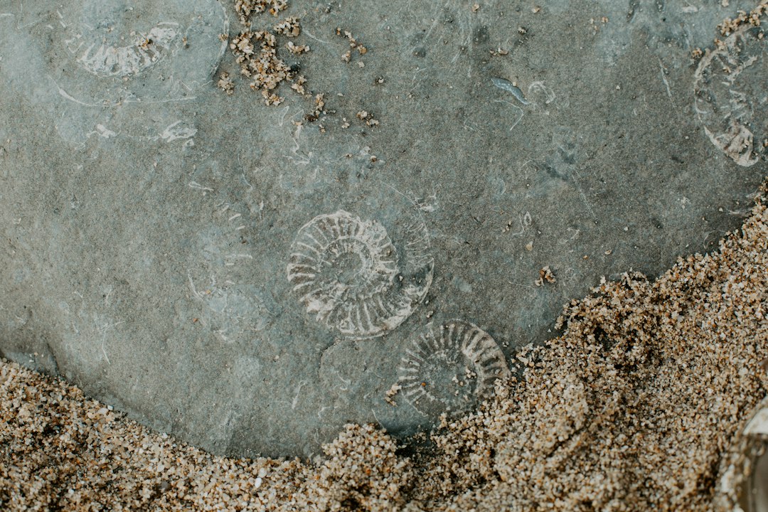 Photo fossils