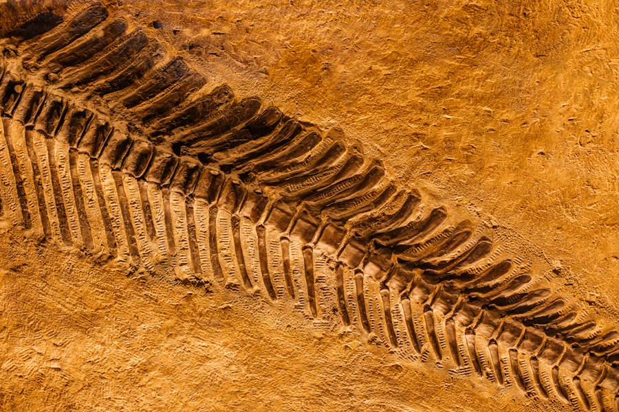 Photo fossils