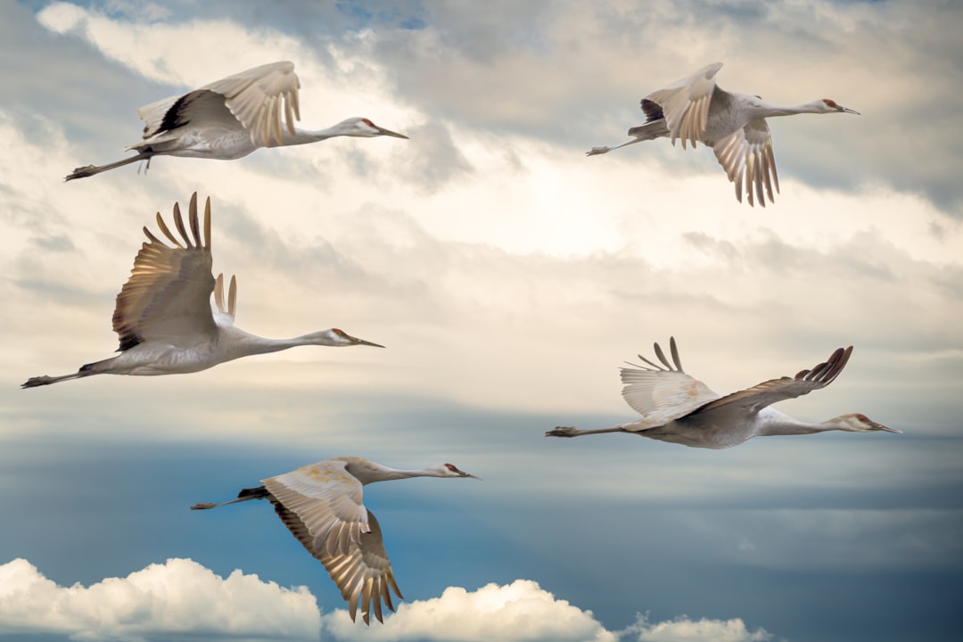 Photo migration