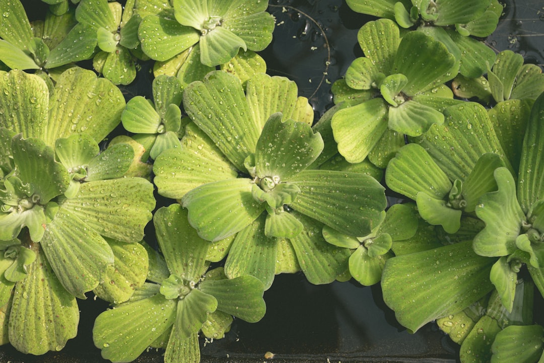 Photo aquatic plant radiocarbon dating