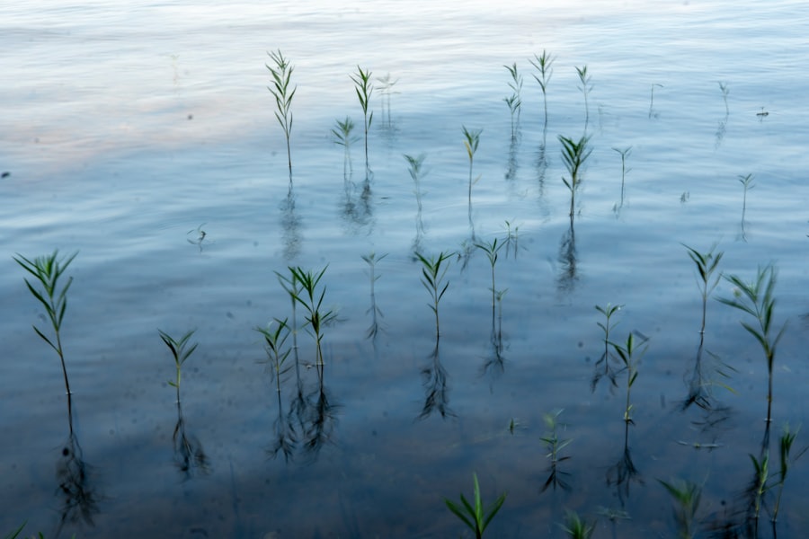Photo aquatic plant radiocarbon dating