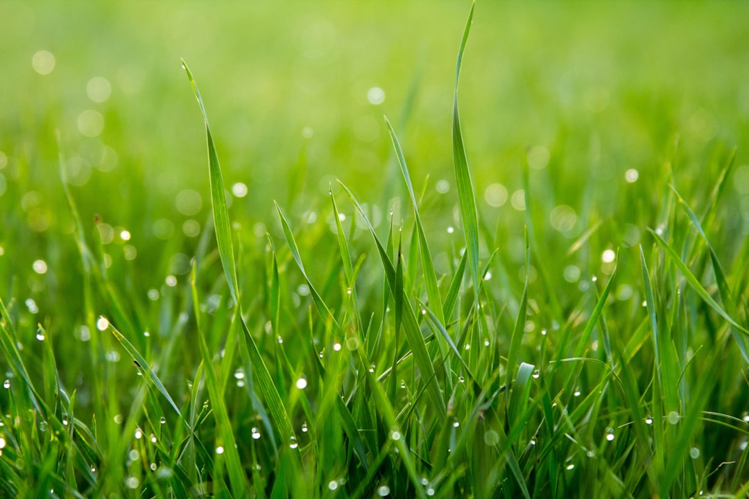 Photo Pyramiden grass