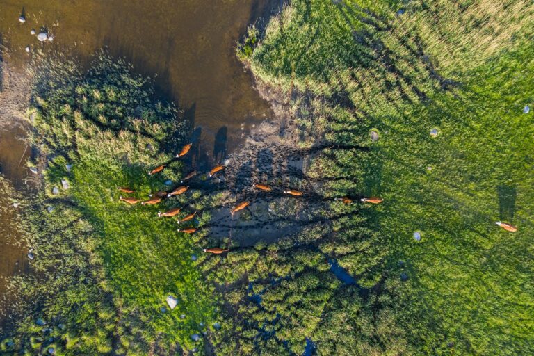 Tracing Early Human Migrations: Ancient History Documentary Map Revealed