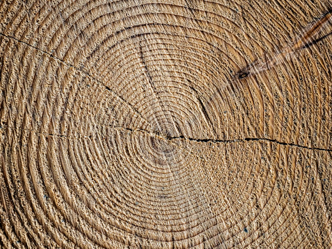 Photo tree rings dating history