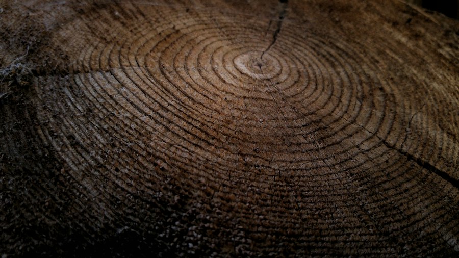 tree rings dating history