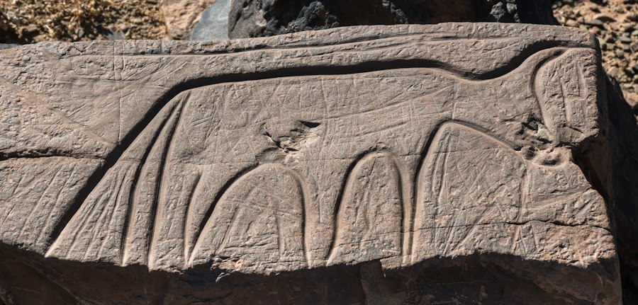 ancient carved camels anatomical detail