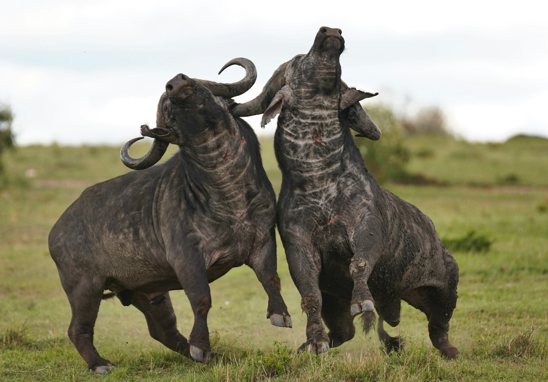 Photo Pleistocene ancient hunting techniques