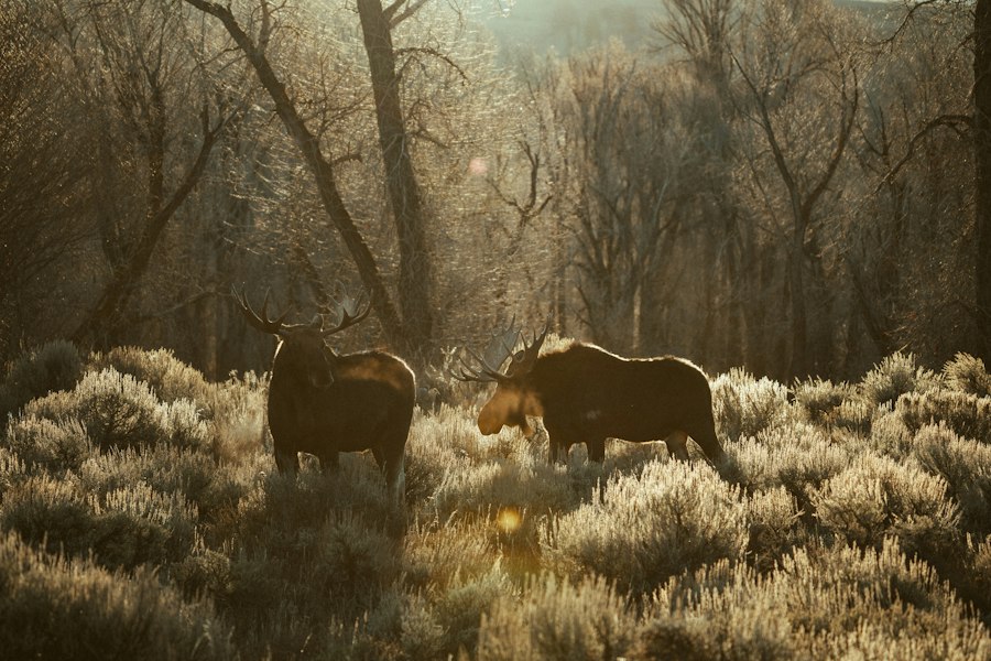 Pleistocene ancient hunting techniques