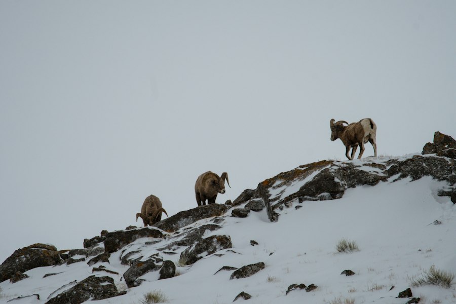 Ice Age humans avoiding carnivores