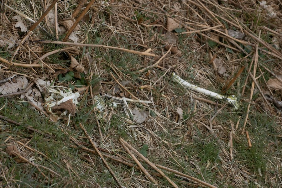 Photo bone needles making from animal bones