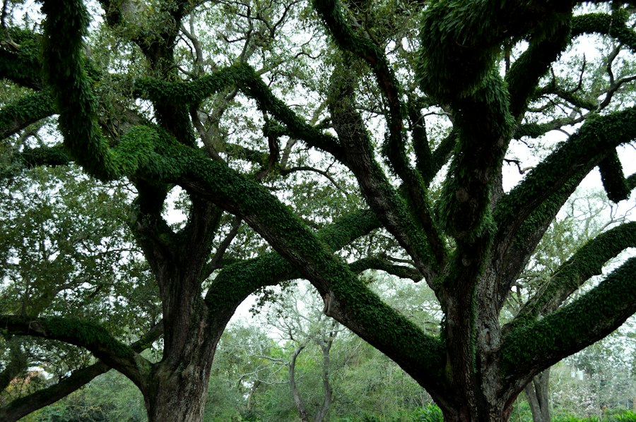 Photo Cajun Louisiana Acadian heritage