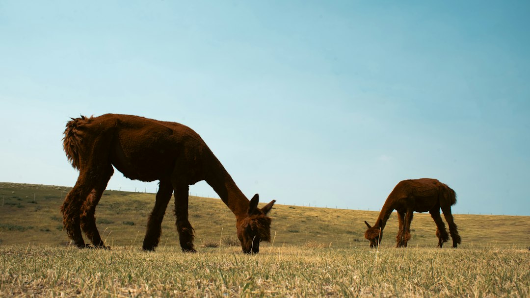 Photo early humans animal diet