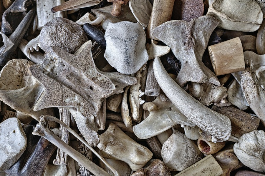 Photo early humans animal diet