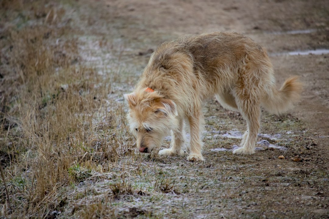 Photo Paleolithic era first domesticated dog documentary