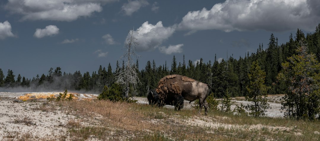 Photo Pleistocene winter camp survival strategies
