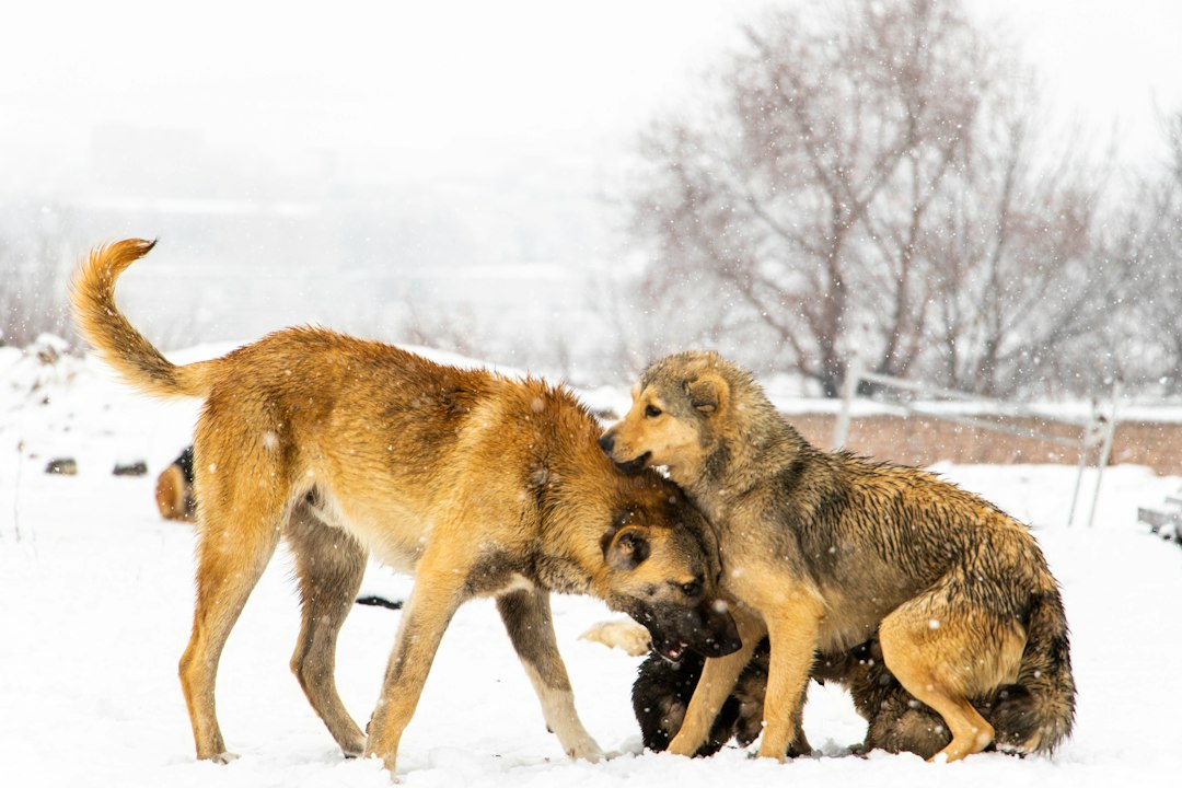 Photo Ice Age dog domestication