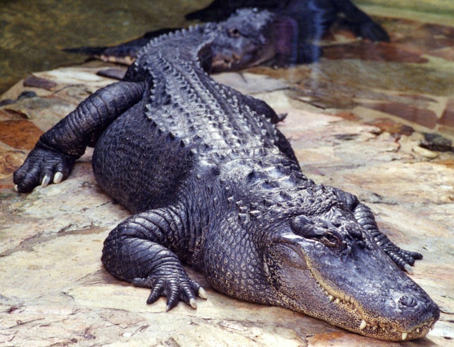 Photo Cajun migration Louisiana genetics