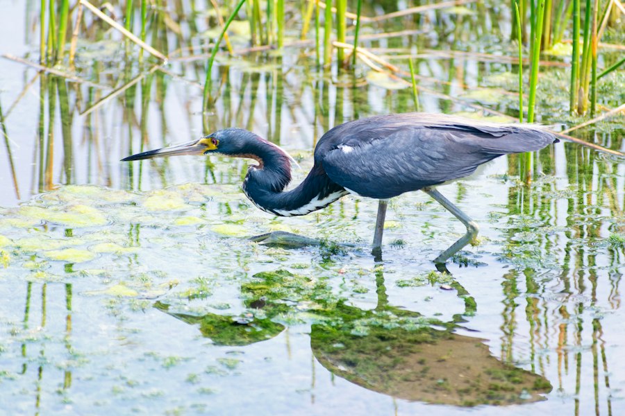 Cajun migration Louisiana genetics