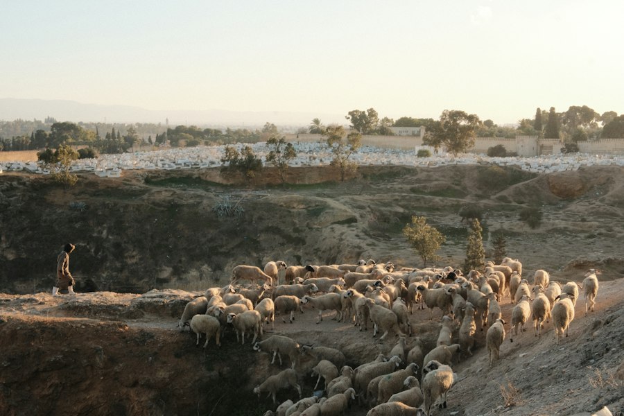 Photo Bronze Age Morocco ancient farming